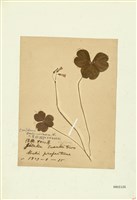 藏品(大本鹽酸草)的圖片